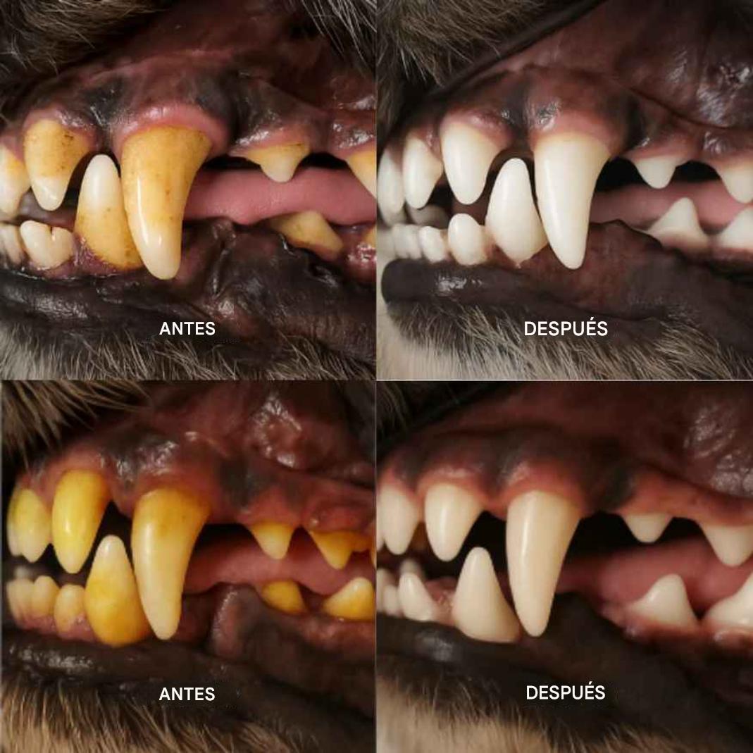 Hueso para perritos dientes sanos