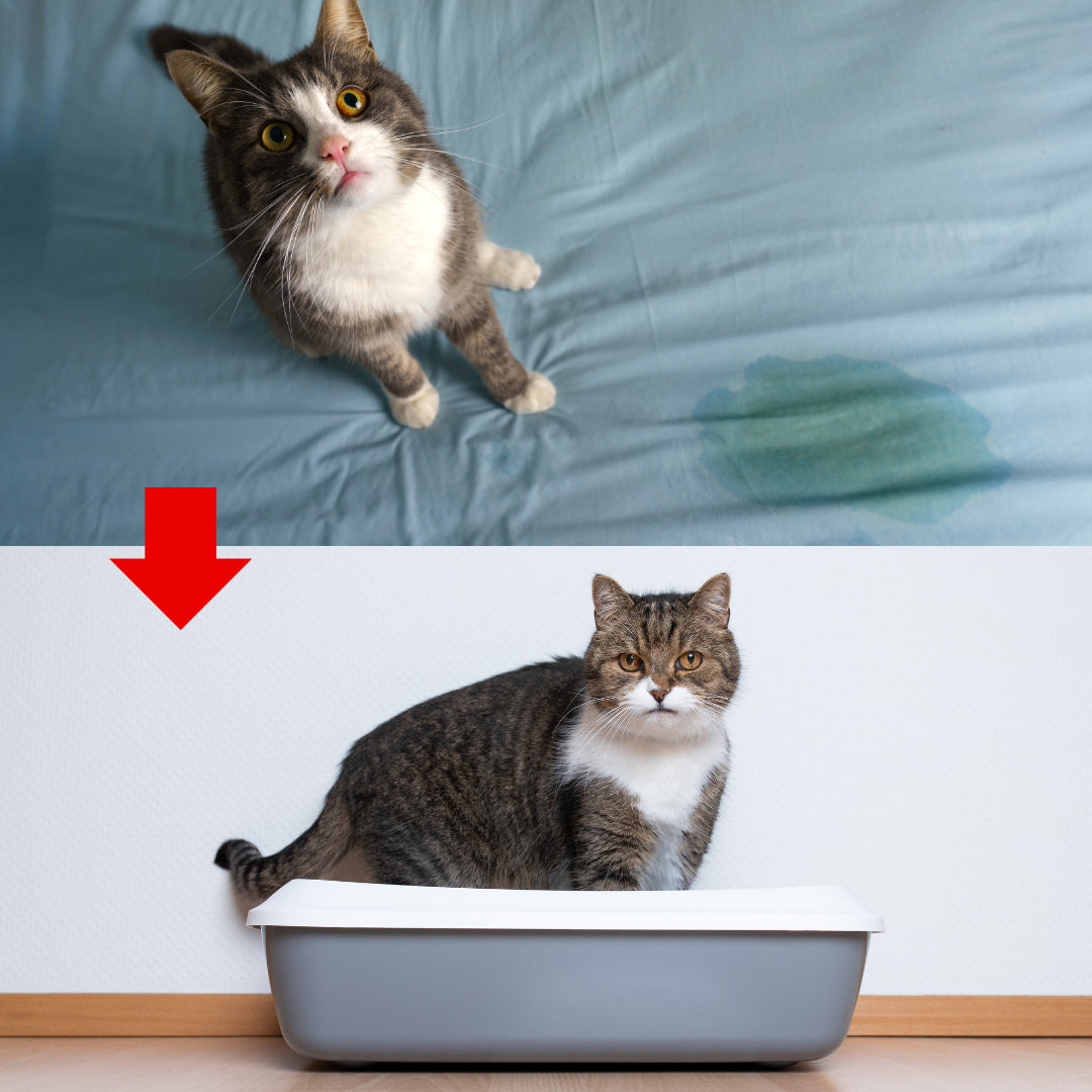 Difusor de feromonas calmantes para gatos