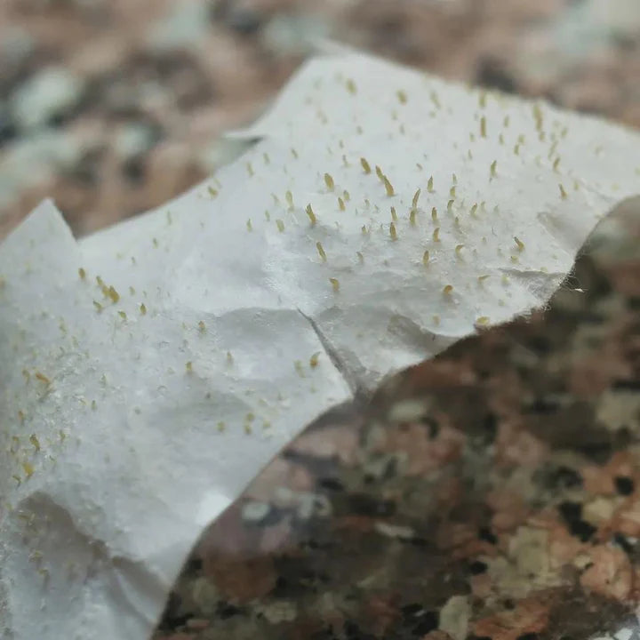 Parches para los poros, puntos negros kivory (pack de 10)