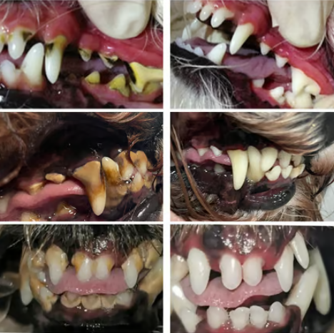 Gel reparador bucal para mascotas MuzzleGlow