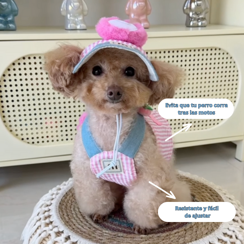 CONJUNTOS de arnés, collar y gorrito para perros