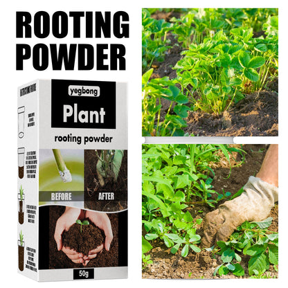 Enraizante Polvo estimulante de crecimiento de plantas