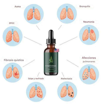 Gotas suplemento  de extracto de hoja de Mullein + de clorofila para pulmones