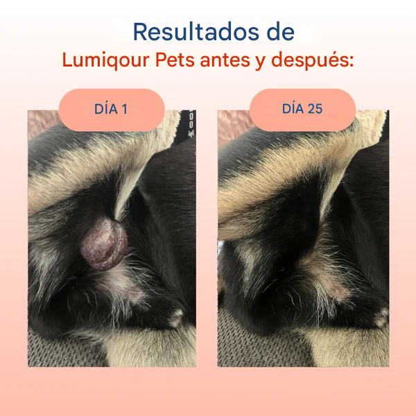 Probiótico de cola de pavo